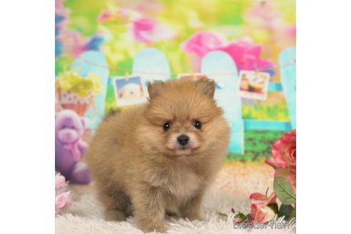 成約済の千葉県のポメラニアン-211970の1枚目